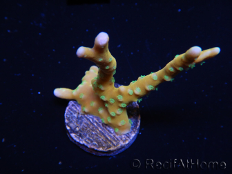 WYSIWYG - MH Tropicana Anacropora 18E3