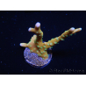 WYSIWYG - MH Tropicana Anacropora 18E3