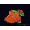 WYSIWYG Montipora Plateau GRAFTED ULTRA A6