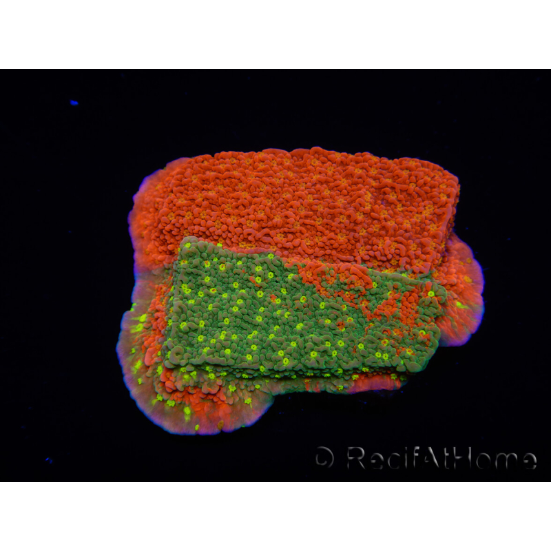 WYSIWYG WWC Sunfire GRAFTED Montipora plateau C6