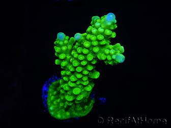 WYSIWYG Acropora yongei Geen Slimer 5S3