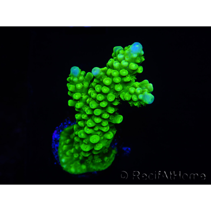 WYSIWYG Acropora yongei Geen Slimer 5S3