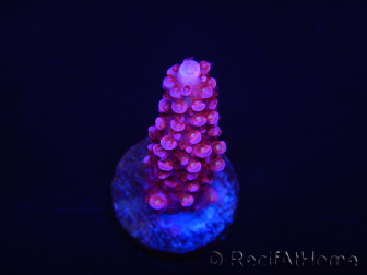 WYSIWYG MH Acropora Red Robin 5R1