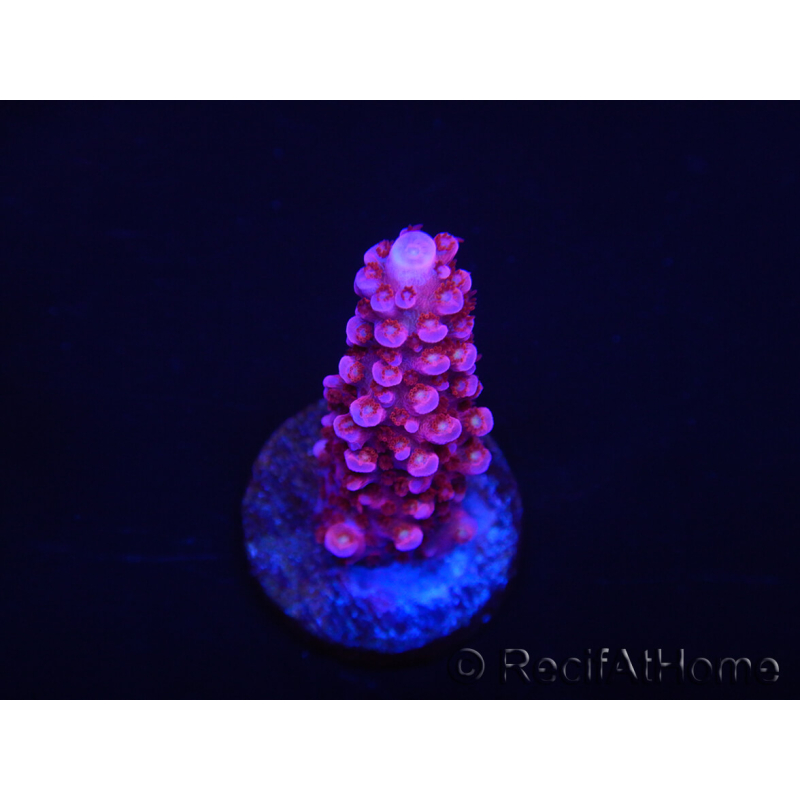 WYSIWYG MH Acropora Red Robin 5R1