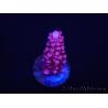 WYSIWYG MH Acropora Red Robin 5R1