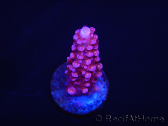 WYSIWYG MH Acropora Red Robin 5R1