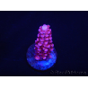 WYSIWYG MH Acropora Red Robin 5R1