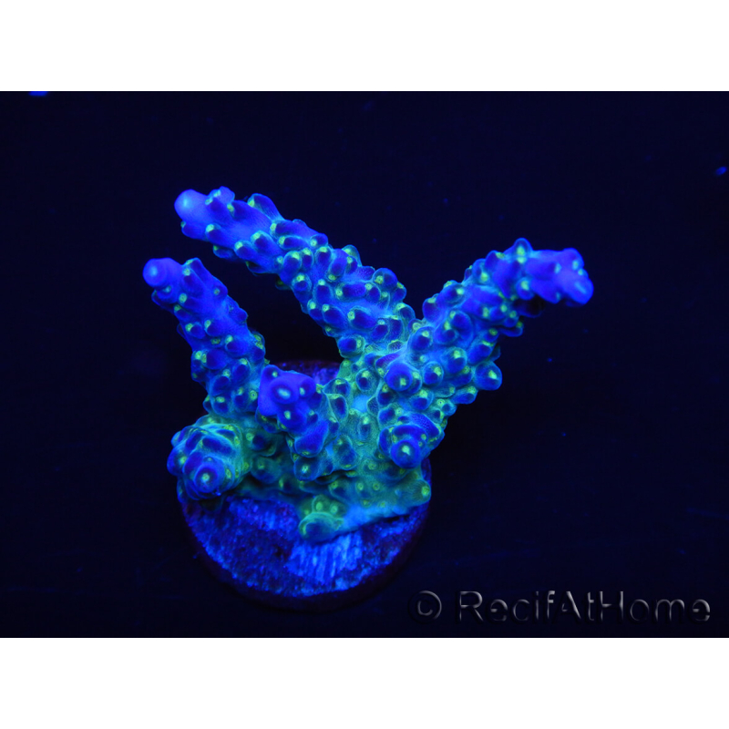 WYSIWYG RAH Acropora Blue Lagoon 5E1