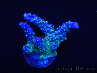 WYSIWYG RAH Acropora Blue Lagoon 5E1