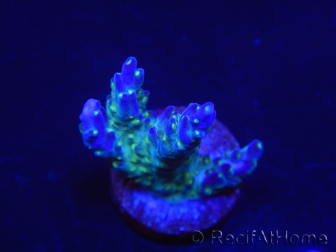 WYSIWYG RAH Acropora Blue Lagoon 5E4