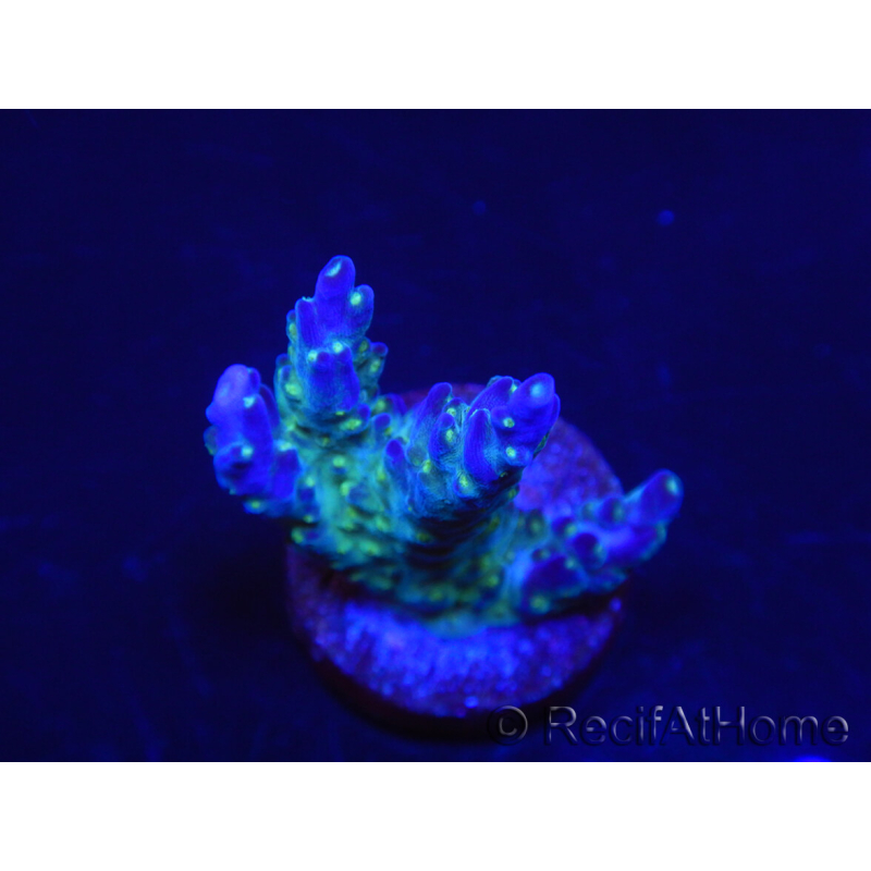 WYSIWYG RAH Acropora Blue Lagoon 5E4