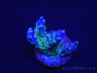 WYSIWYG RAH Acropora Blue Lagoon 5E4