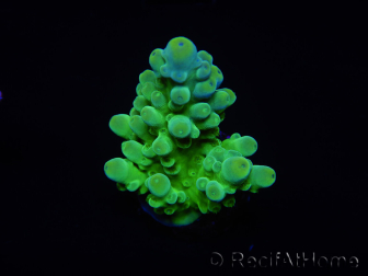 WYSIWYG RAH Acropora austera Gelbe Spitzen 5G1