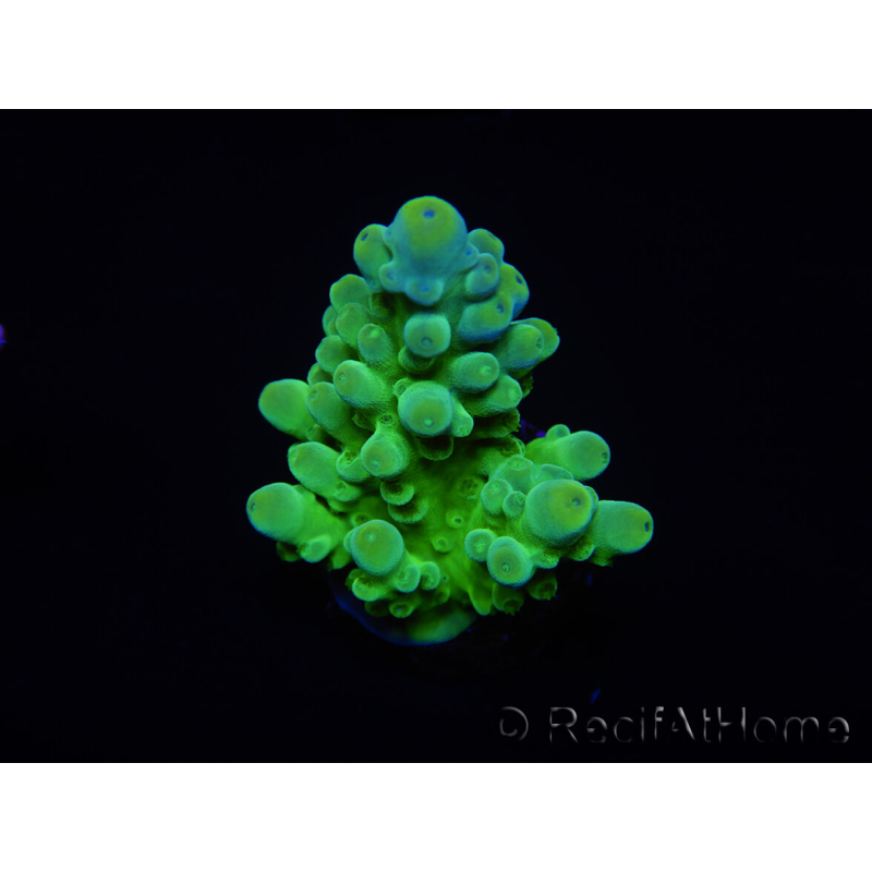 WYSIWYG RAH Acropora austera Gelbe Spitzen 5G1