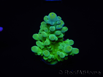 WYSIWYG RAH Acropora austera Gelbe Spitzen 5G1