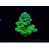 WYSIWYG RAH Acropora austera Gelbe Spitzen 5G1