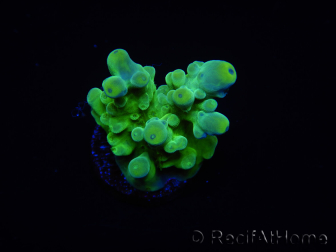 WYSIWYG RAH Acropora austera Gelbe Spitzen 5E3