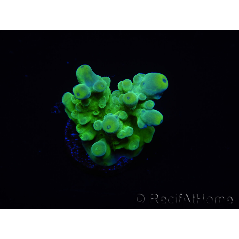 WYSIWYG RAH Acropora austera Gelbe Spitzen 5E3