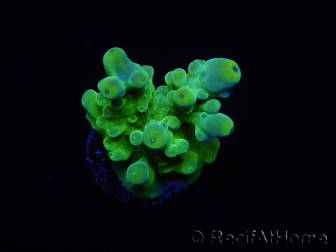 WYSIWYG RAH Acropora austera Gelbe Spitzen 5E3