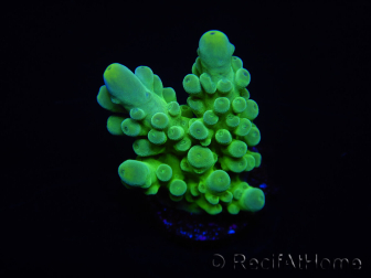 WYSIWYG RAH Acropora austera Gelbe Spitzen 5E4