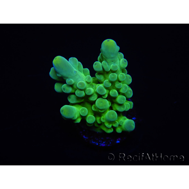 WYSIWYG RAH Acropora austera Gelbe Spitzen 5E4