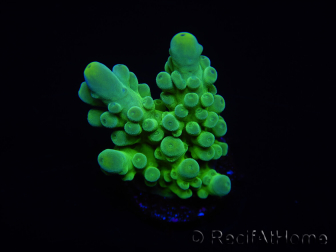 WYSIWYG RAH Acropora austera Gelbe Spitzen 5E4