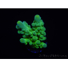 WYSIWYG RAH Acropora austera Gelbe Spitzen 5E4