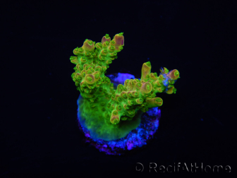 WYSIWYG MH Acropora natalensis 5C1