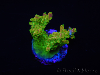 WYSIWYG MH Acropora natalensis 5C1