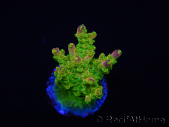 WYSIWYG MH Acropora natalensis 5C2