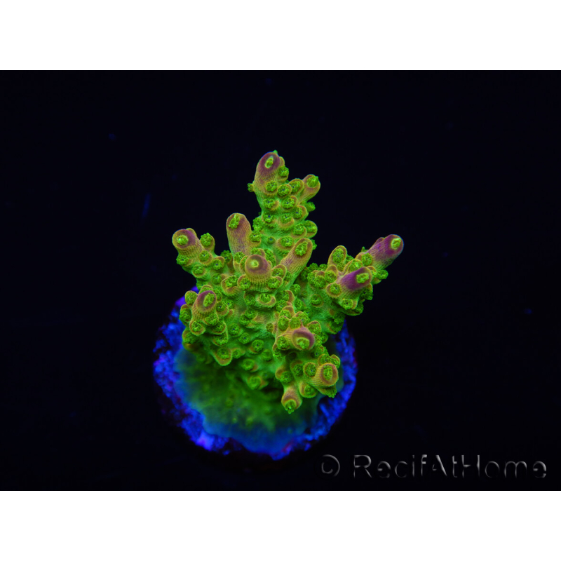 WYSIWYG MH Acropora natalensis 5C2