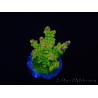 WYSIWYG MH Acropora natalensis 5C2