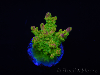 WYSIWYG MH Acropora natalensis 5C2