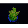 WYSIWYG MH Acropora natalensis 5C2