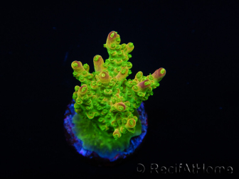 WYSIWYG MH Acropora natalensis 5C2