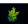 WYSIWYG MH Acropora natalensis 5C2