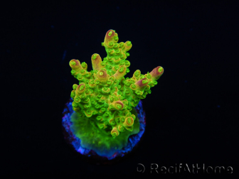 WYSIWYG MH Acropora natalensis 5C2