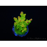 WYSIWYG MH Acropora natalensis 5C2