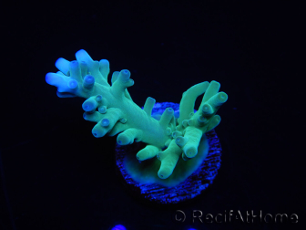 WYSIWYG Acropora turaki Hawkins 5