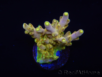 WYSIWYG RAH Acropora Gold Finger 5M2