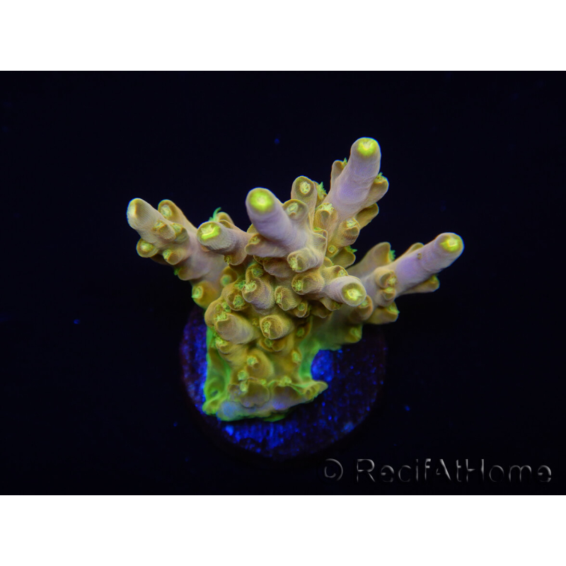 WYSIWYG RAH Acropora Gold Finger 5M2