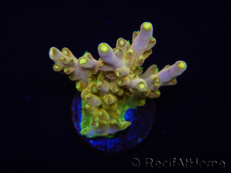 WYSIWYG RAH Acropora Gold Finger 5M2