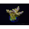 WYSIWYG RAH Acropora Gold Finger 5M2