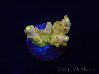 WYSIWYG RAH Acropora Dedo de Oro 5M3