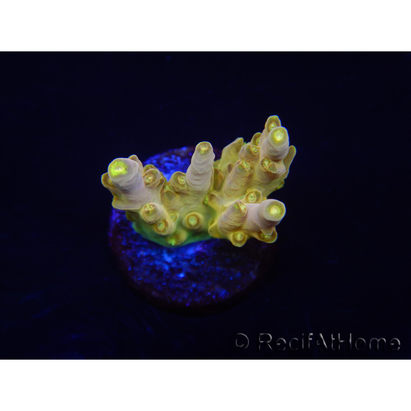 WYSIWYG RAH Acropora Gold Finger 5M3