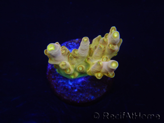 WYSIWYG RAH Acropora Dedo de Oro 5M3