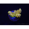 WYSIWYG RAH Acropora Gold Finger 5M3