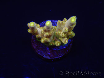 WYSIWYG RAH Acropora Dedo de Oro 5M4