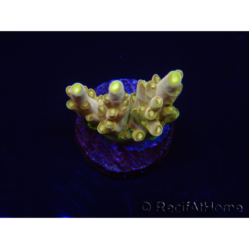 WYSIWYG RAH Acropora Dedo de Oro 5M4