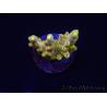 WYSIWYG RAH Acropora Dedo de Oro 5M4